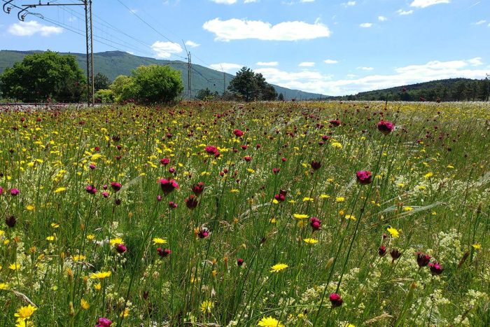 cvetoč travnik na Zaplani