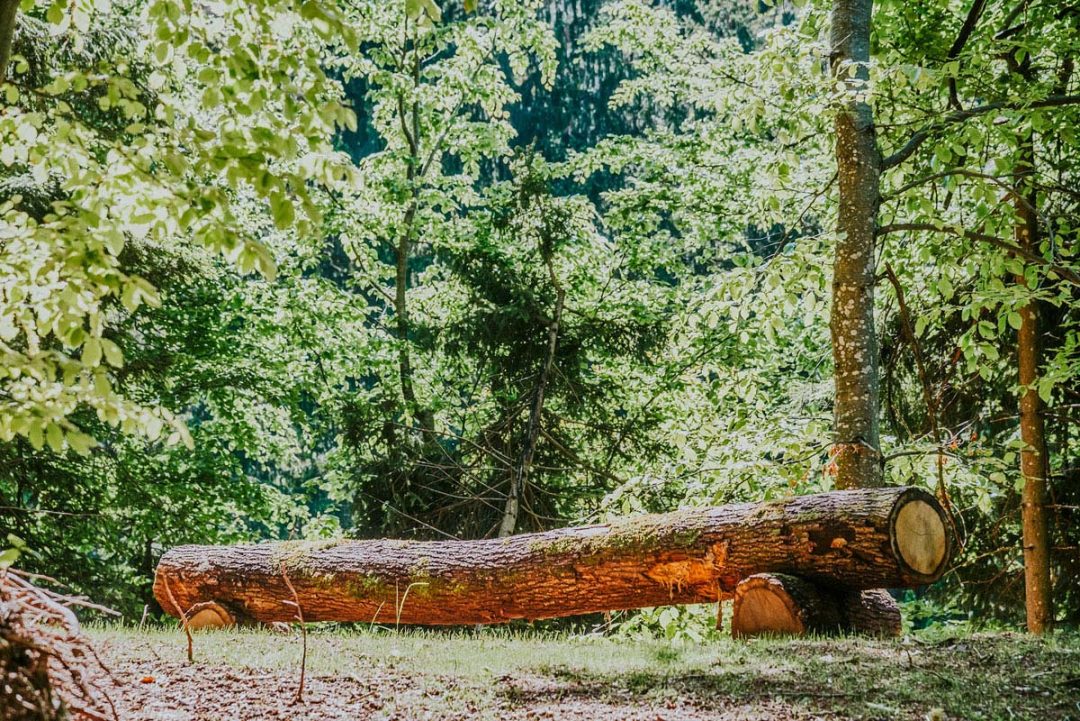 Snemanje in fotografiranje na Zaplani