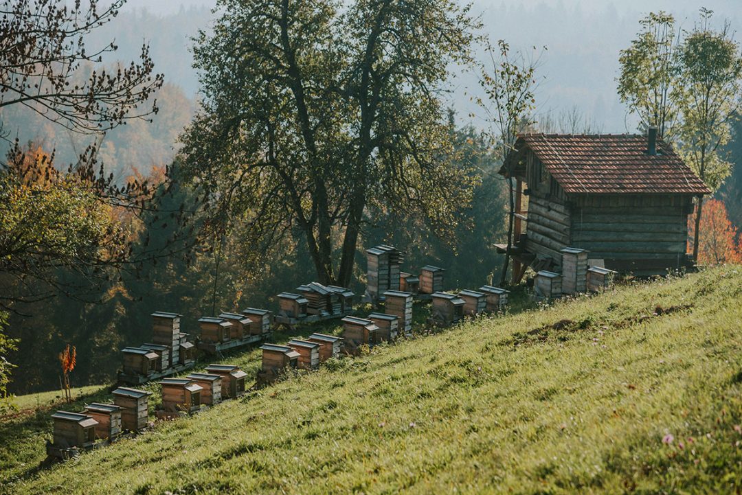 na Zaplani gojimo kranjsko čebelo